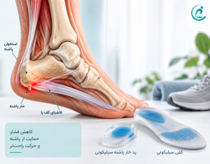 آناتومی پاشنه پا مقاله